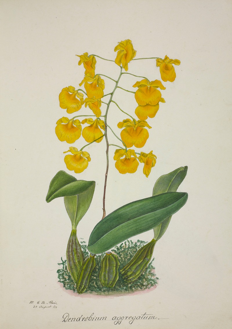Mon Jardin a Ceylan Pl.061 by George De Alwis, 1896 — digital art print download