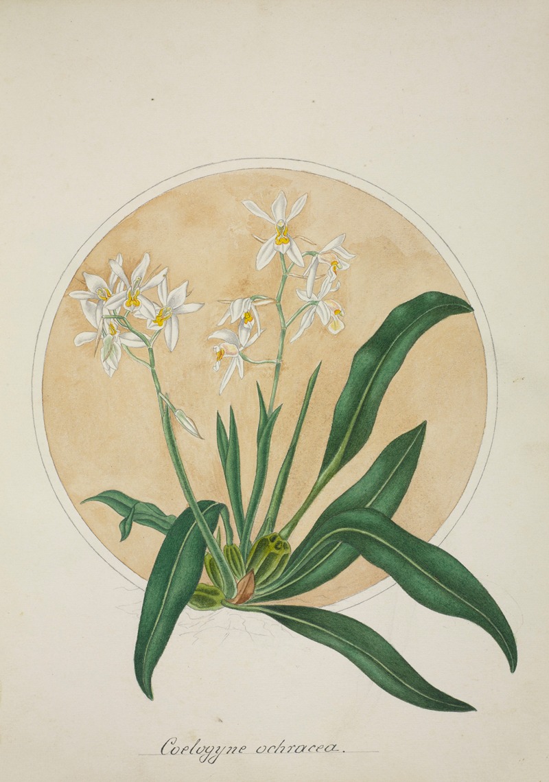 Mon Jardin a Ceylan Pl.062 by George De Alwis, 1896 — digital art print download
