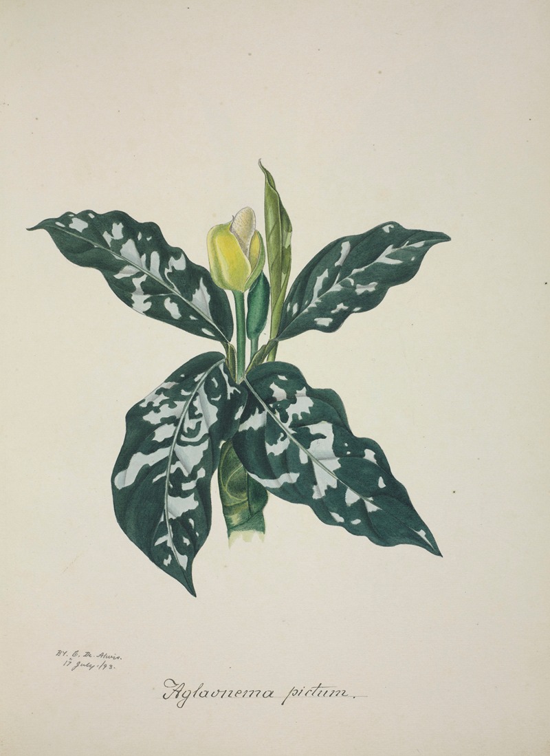 Mon Jardin a Ceylan Pl.063 by George De Alwis, 1896 — digital art print download