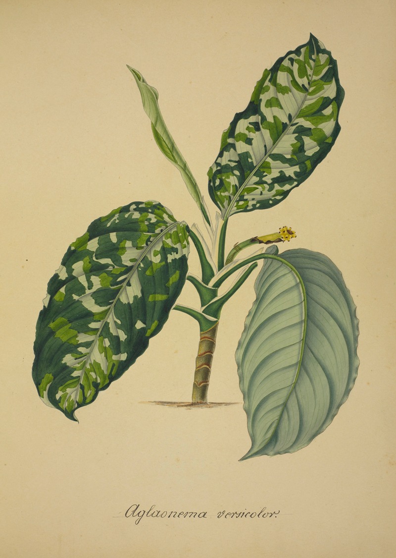 Mon Jardin a Ceylan Pl.064 by George De Alwis, 1896 — digital art print download