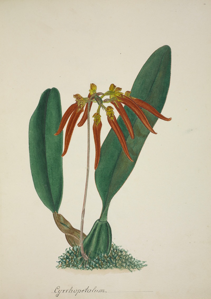 Mon Jardin a Ceylan Pl.065 by George De Alwis, 1896 — digital art print download