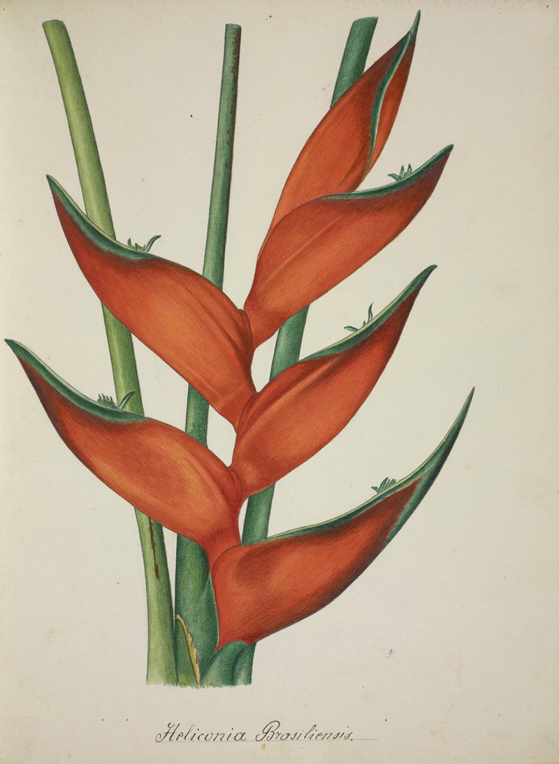 Mon Jardin a Ceylan Pl.067 by George De Alwis, 1896 — digital art print download
