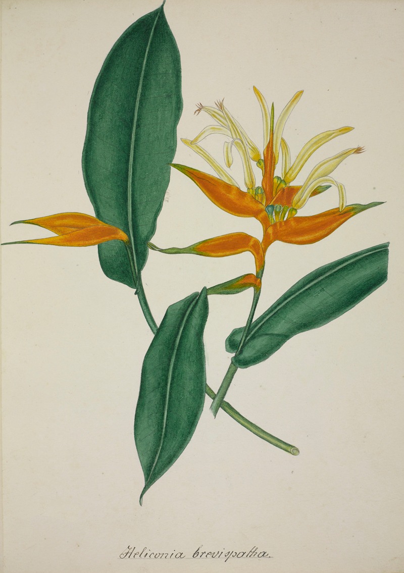 Mon Jardin a Ceylan Pl.068 by George De Alwis, 1896 — digital art print download