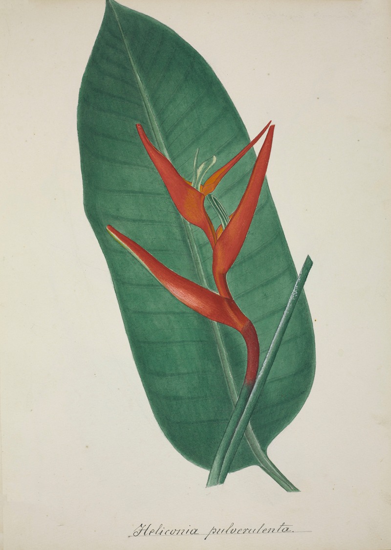 Mon Jardin a Ceylan Pl.070 by George De Alwis, 1896 — digital art print download