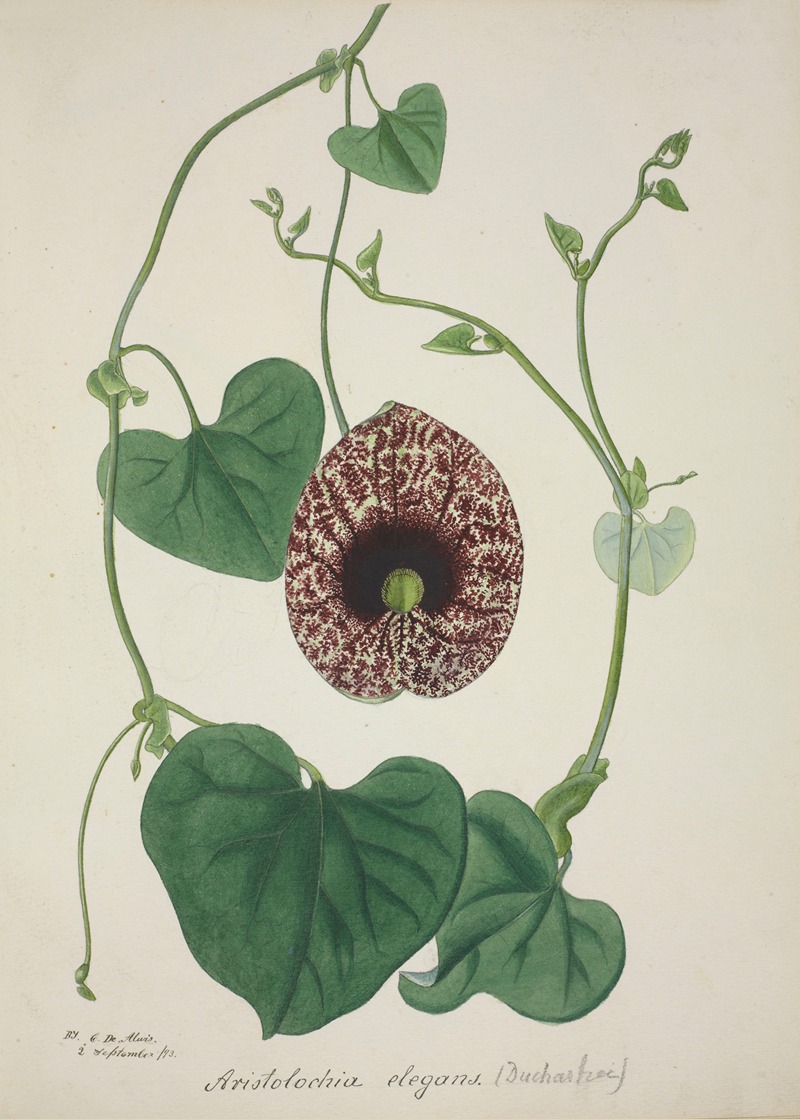 Mon Jardin a Ceylan Pl.071 by George De Alwis, 1896 — digital art print download