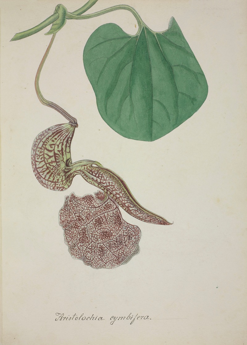 Mon Jardin a Ceylan Pl.072 by George De Alwis, 1896 — digital art print download