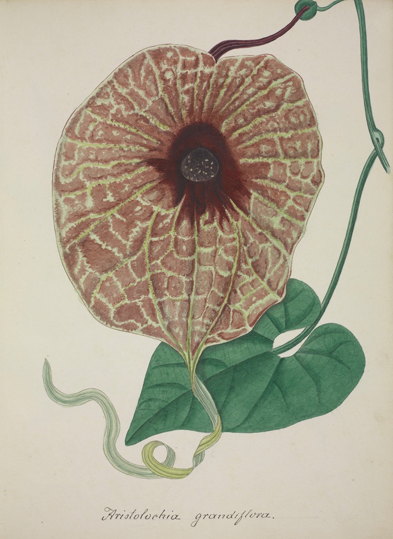Mon Jardin a Ceylan Pl.073 by George De Alwis, 1896 — digital art print download