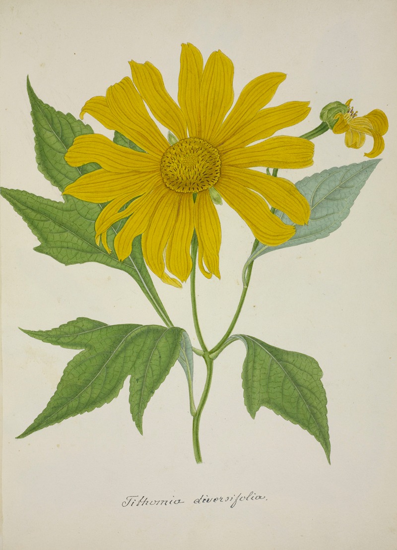 Mon Jardin a Ceylan Pl.074 by George De Alwis, 1896 — digital art print download