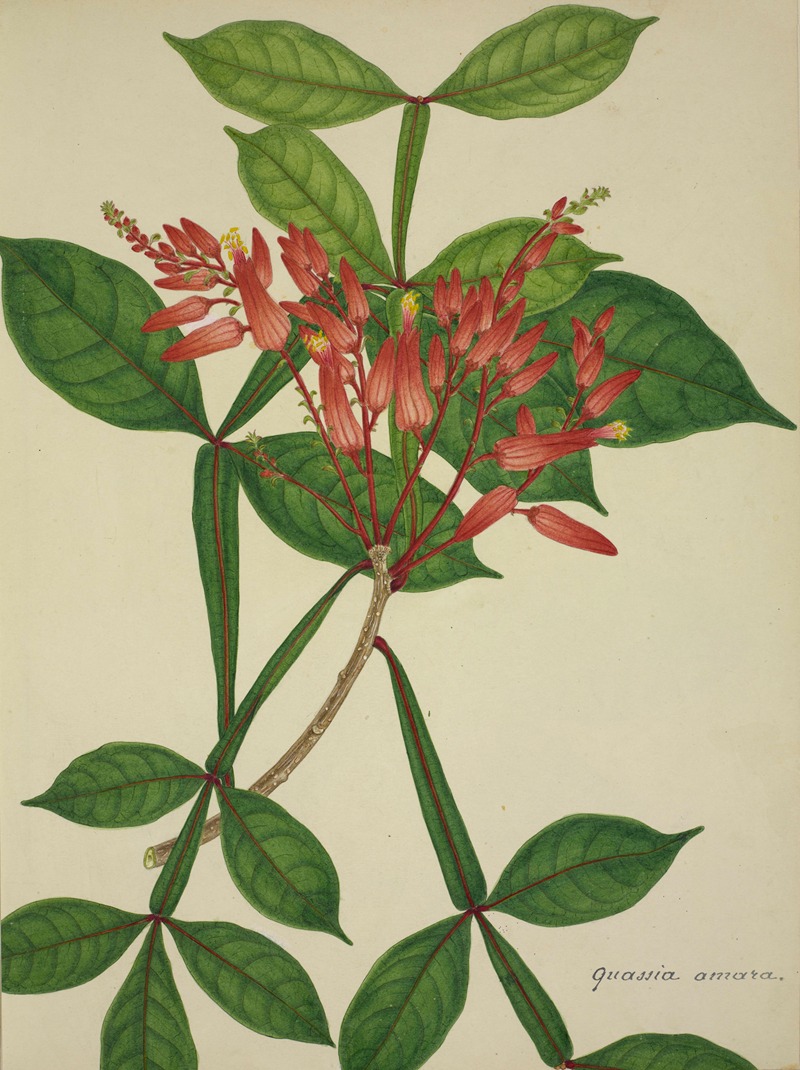 Mon Jardin a Ceylan Pl.076 by George De Alwis, 1896 — digital art print download