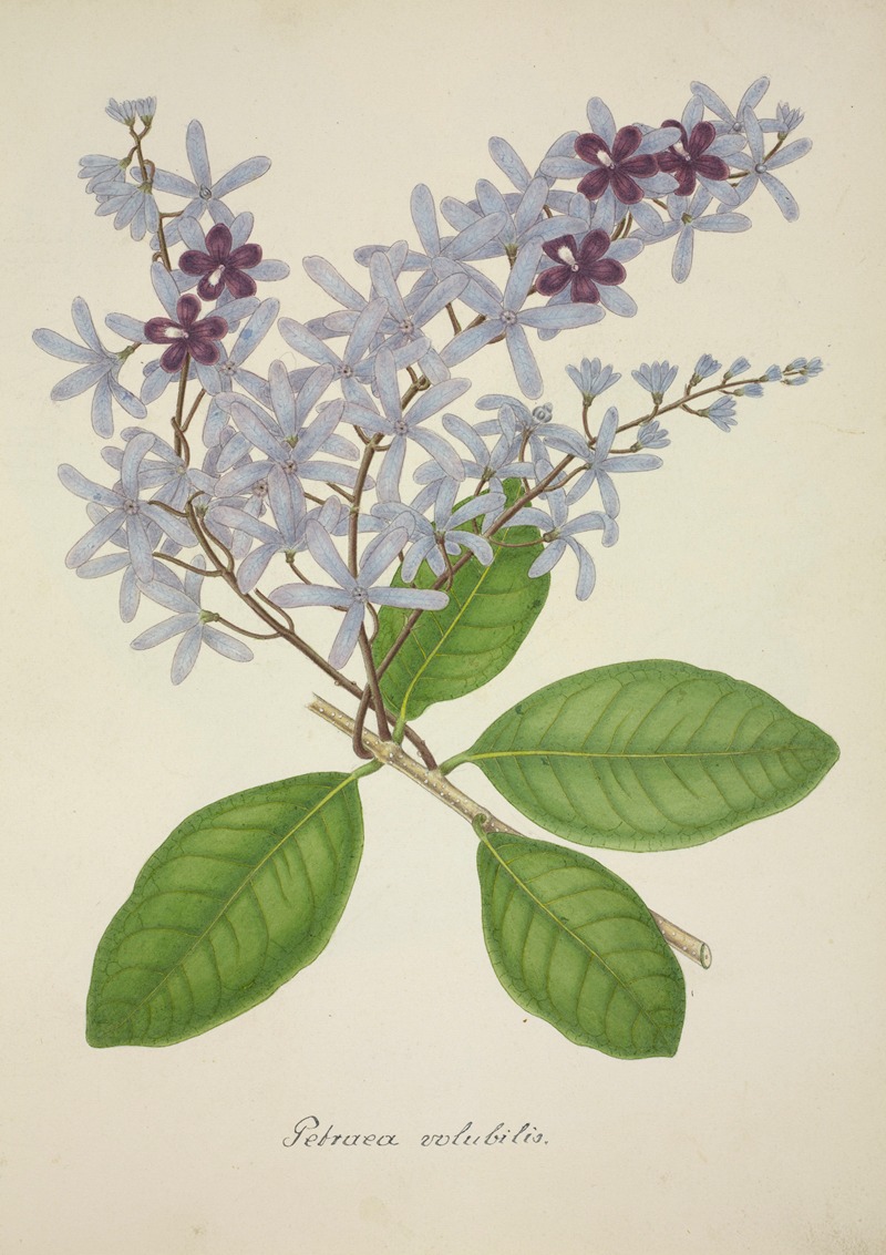 Mon Jardin a Ceylan Pl.077 by George De Alwis, 1896 — digital art print download