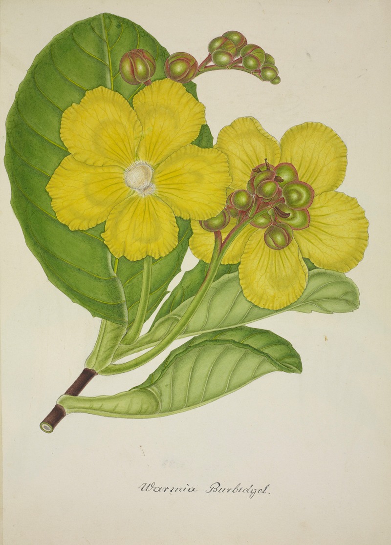 Mon Jardin a Ceylan Pl.078 by George De Alwis, 1896 — digital art print download