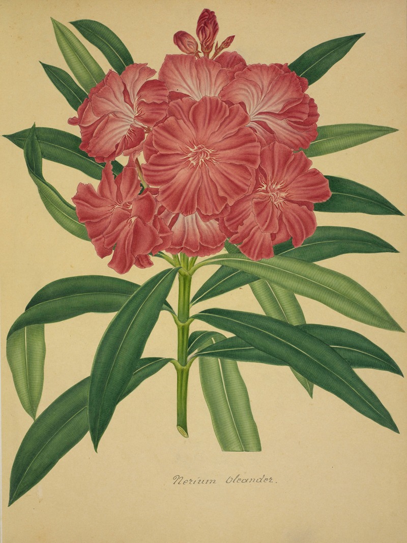 Mon Jardin a Ceylan Pl.079 by George De Alwis, 1896 — digital art print download