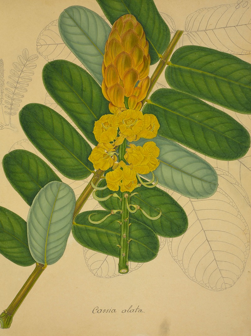 Mon Jardin a Ceylan Pl.080 by George De Alwis, 1896 — digital art print download