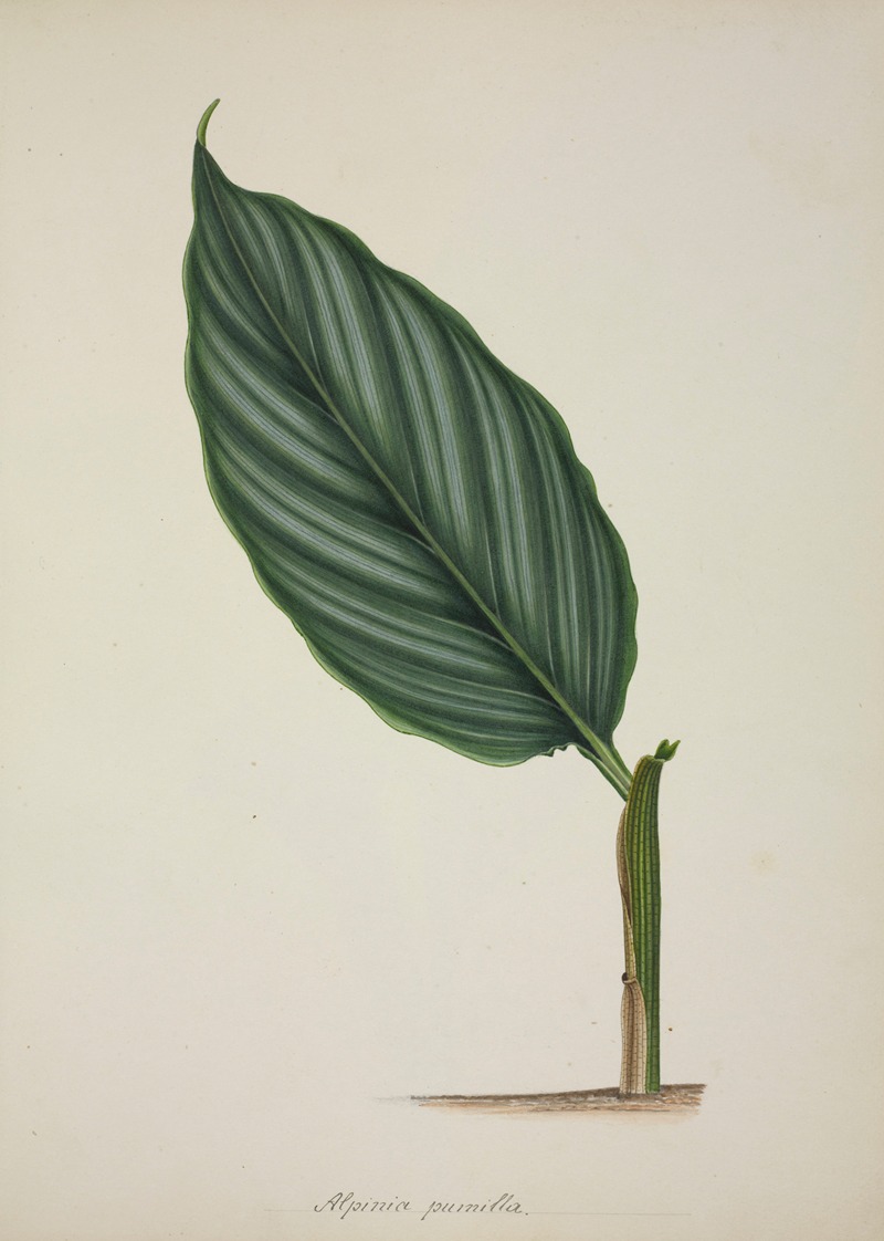 Mon Jardin a Ceylan Pl.083 by George De Alwis, 1896 — digital art print download