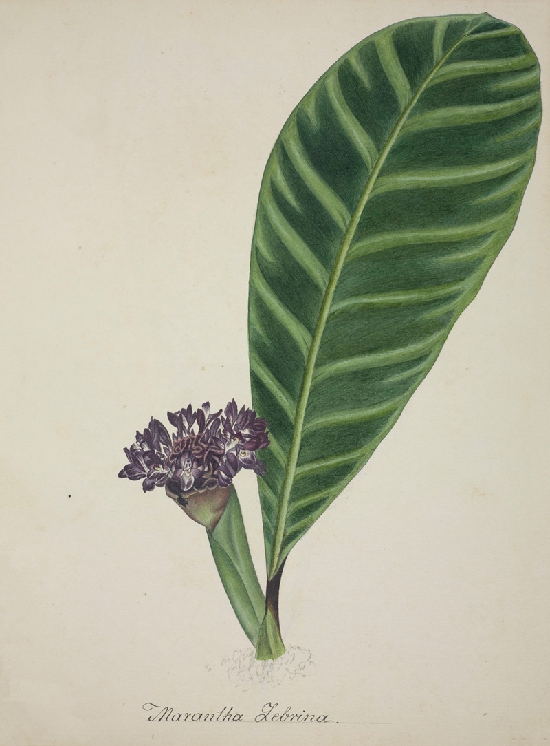 Mon Jardin a Ceylan Pl.084 by George De Alwis, 1896 — digital art print download