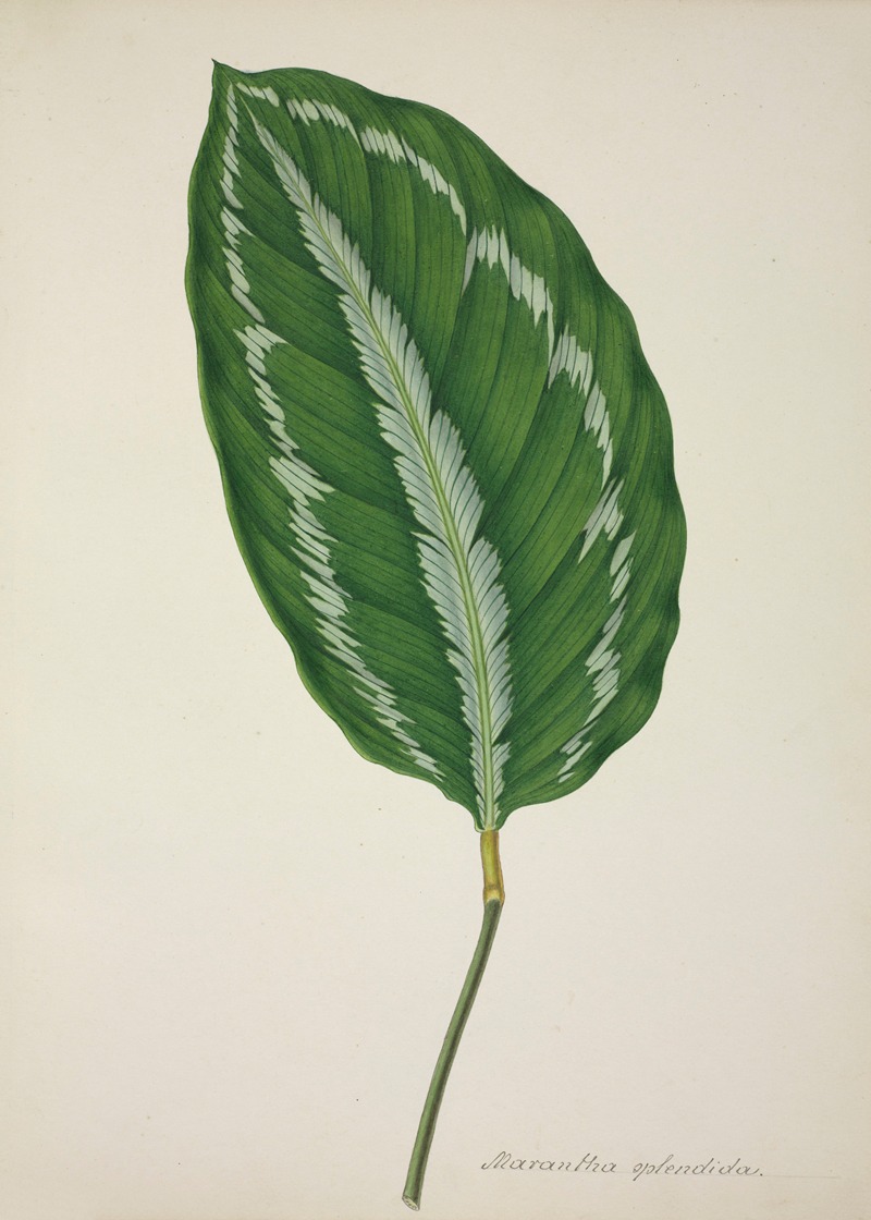 Mon Jardin a Ceylan Pl.085 by George De Alwis, 1896 — digital art print download