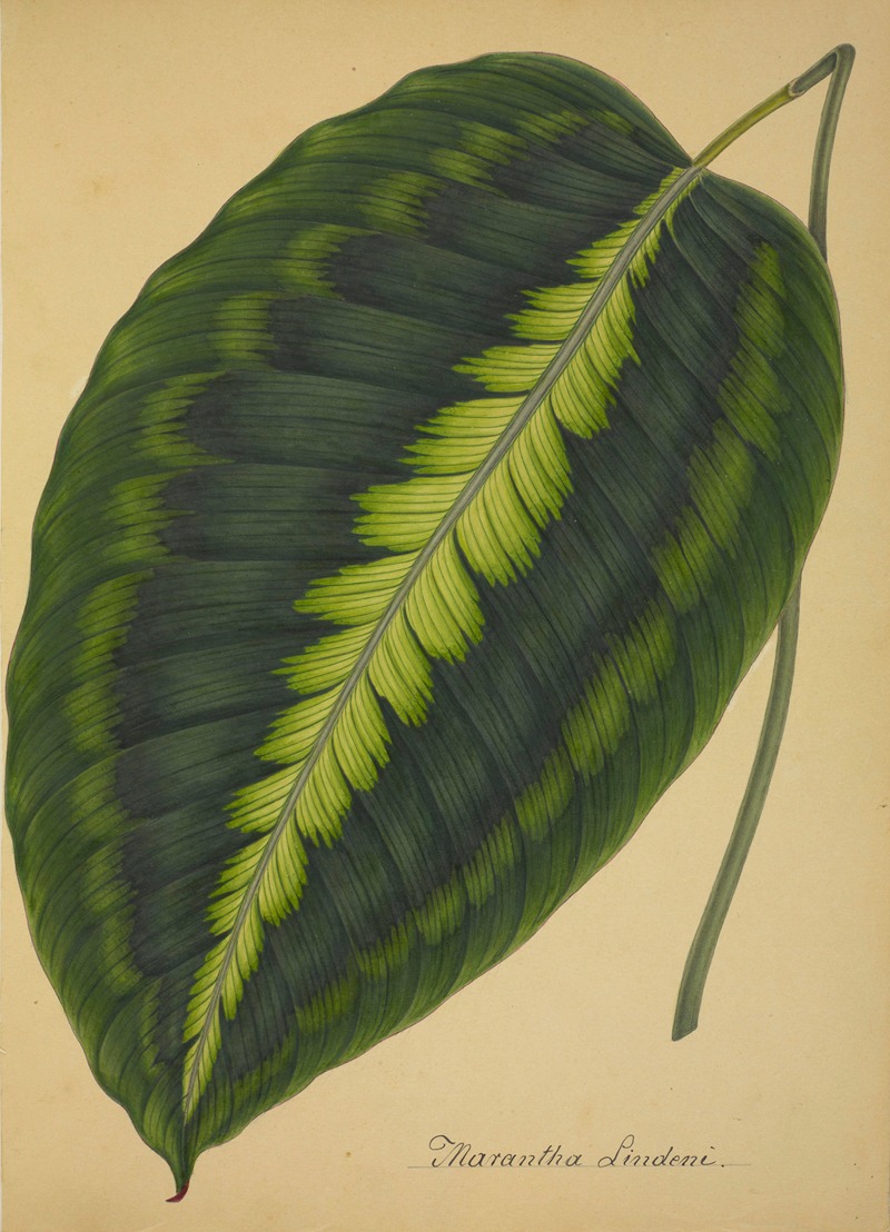 Mon Jardin a Ceylan Pl.088 by George De Alwis, 1896 — digital art print download