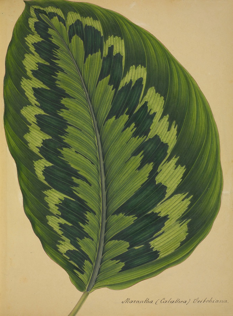 Mon Jardin a Ceylan Pl.090 by George De Alwis, 1896 — digital art print download