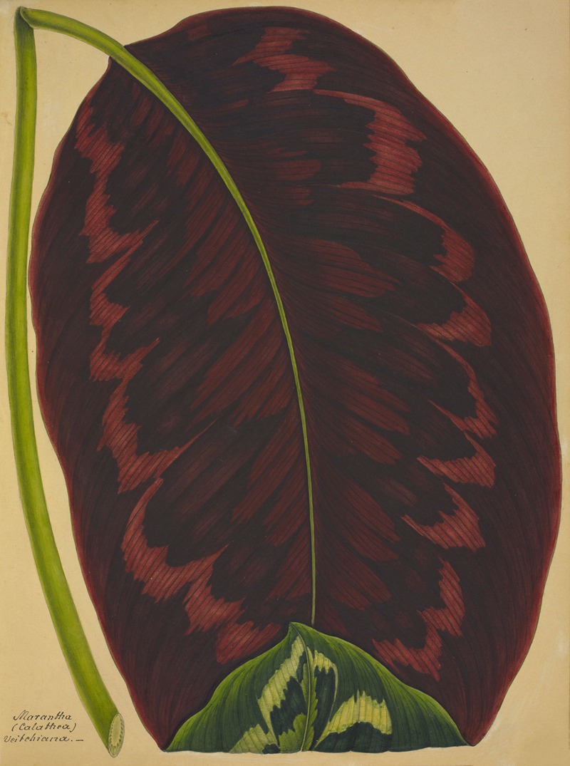 Mon Jardin a Ceylan Pl.091 by George De Alwis, 1896 — digital art print download