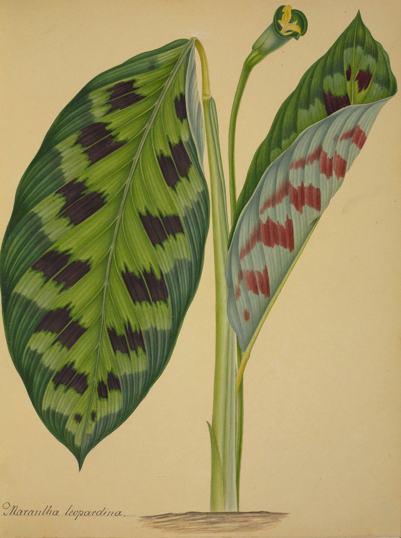 Mon Jardin a Ceylan Pl.092 by George De Alwis, 1896 — digital art print download