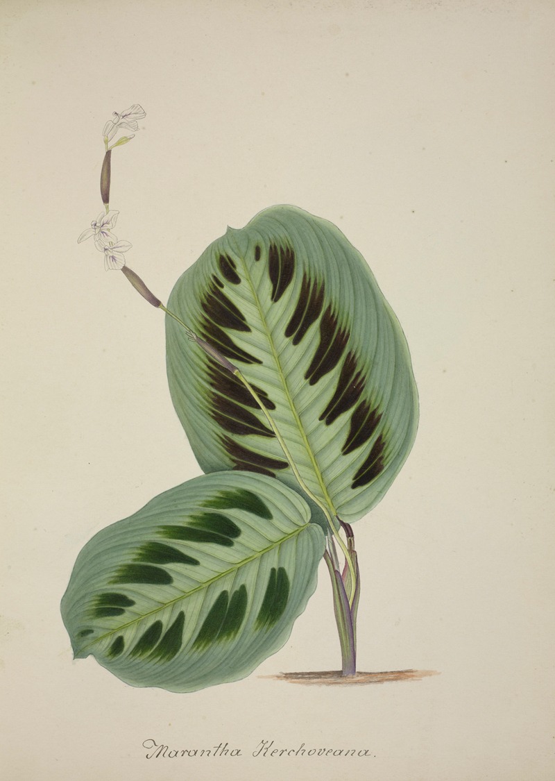 Mon Jardin a Ceylan Pl.093 by George De Alwis, 1896 — digital art print download