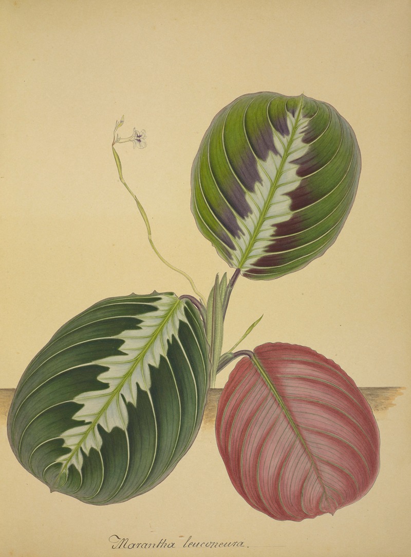 Mon Jardin a Ceylan Pl.094 by George De Alwis, 1896 — digital art print download