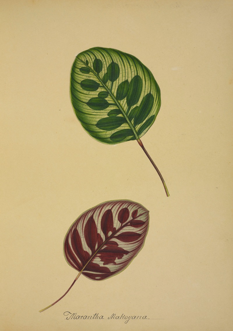 Mon Jardin a Ceylan Pl.095 by George De Alwis, 1896 — digital art print download