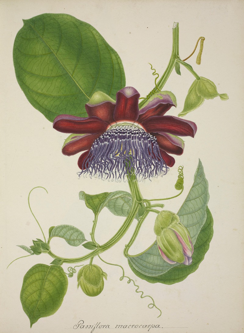 Mon Jardin a Ceylan Pl.099 by George De Alwis, 1896 — digital art print download