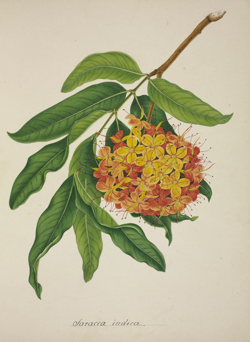 Mon Jardin a Ceylan Pl.103 by George De Alwis, 1896 — digital art print download