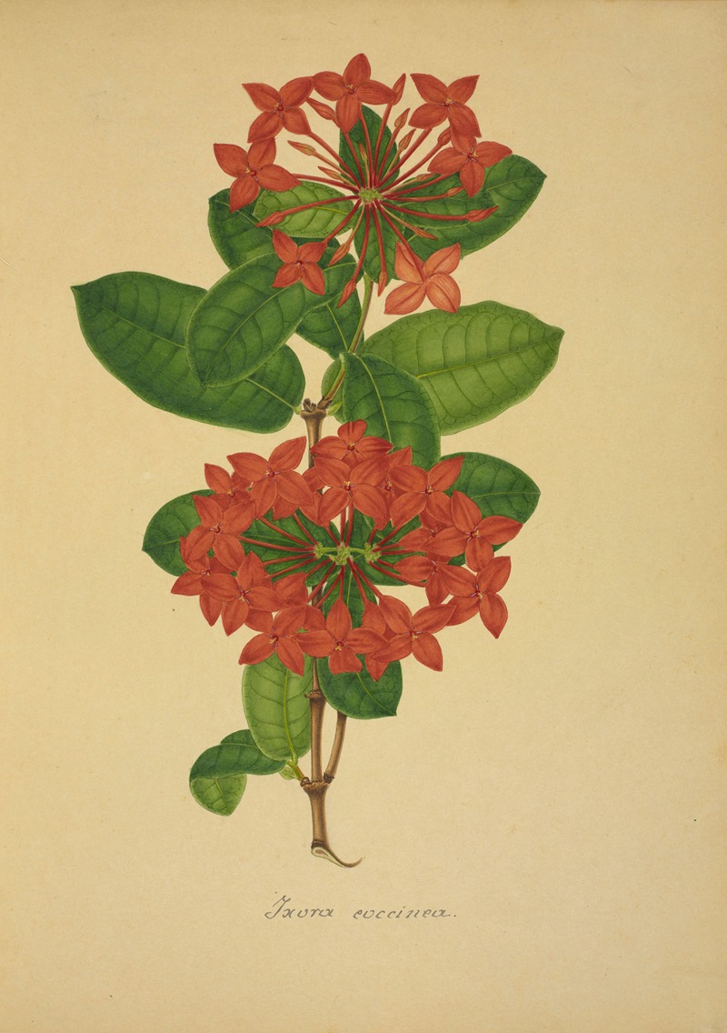 Mon Jardin a Ceylan Pl.104 by George De Alwis, 1896 — digital art print download