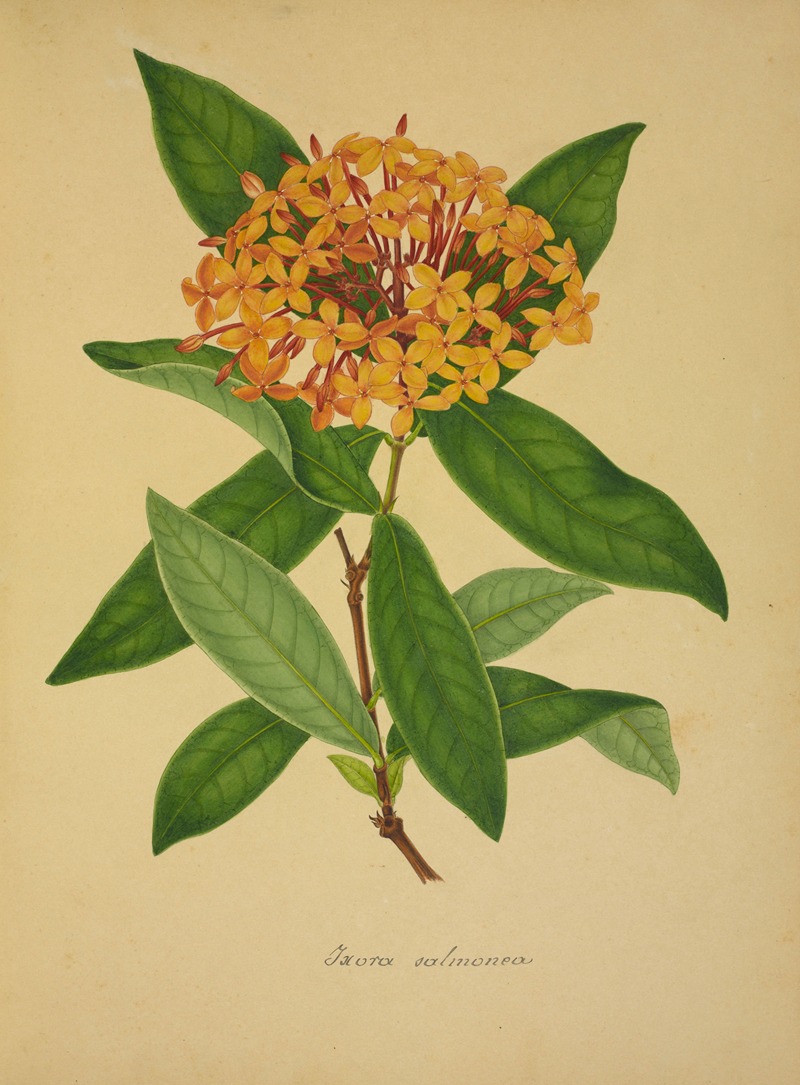 Mon Jardin a Ceylan Pl.105 by George De Alwis, 1896 — digital art print download