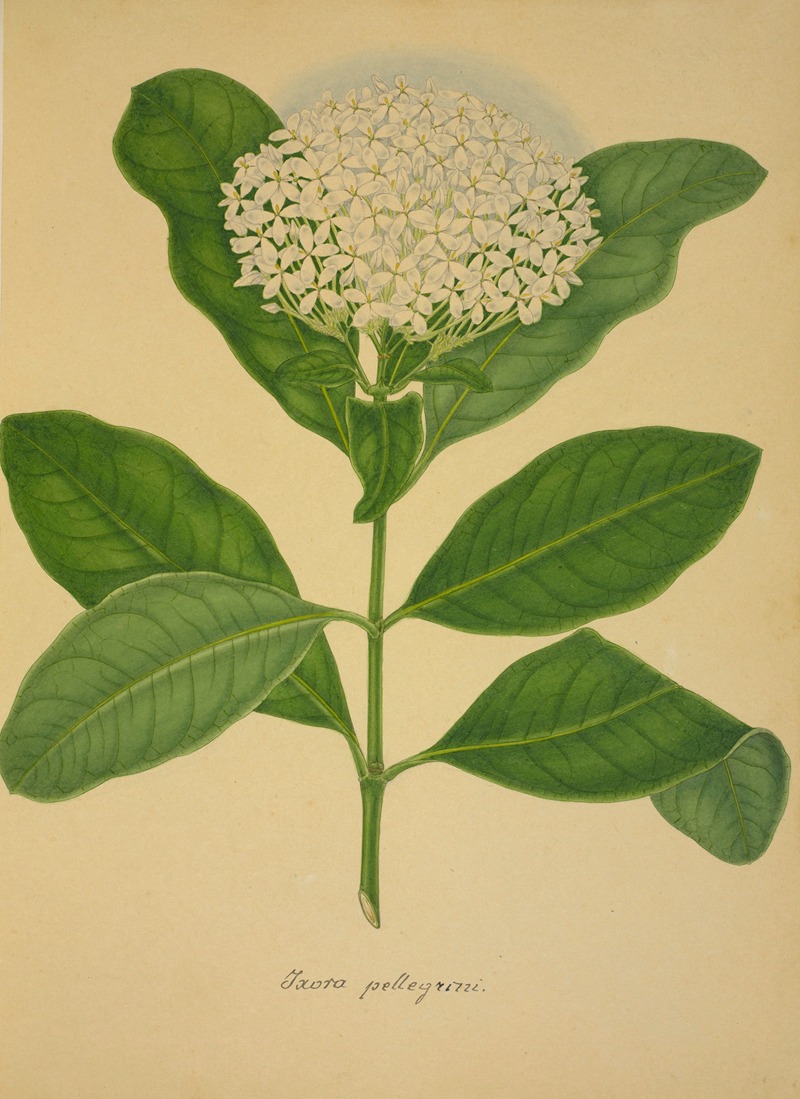 Mon Jardin a Ceylan Pl.107 by George De Alwis, 1896 — digital art print download
