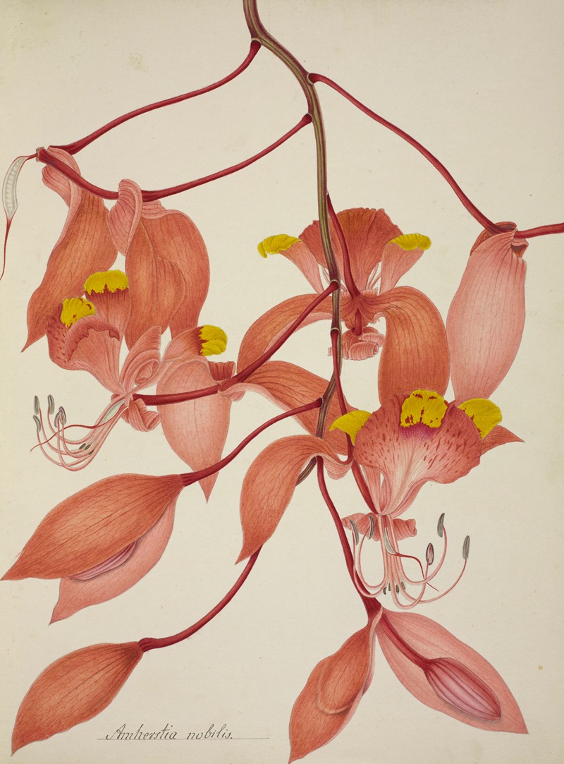 Mon Jardin a Ceylan Pl.108 by George De Alwis, 1896 — digital art print download