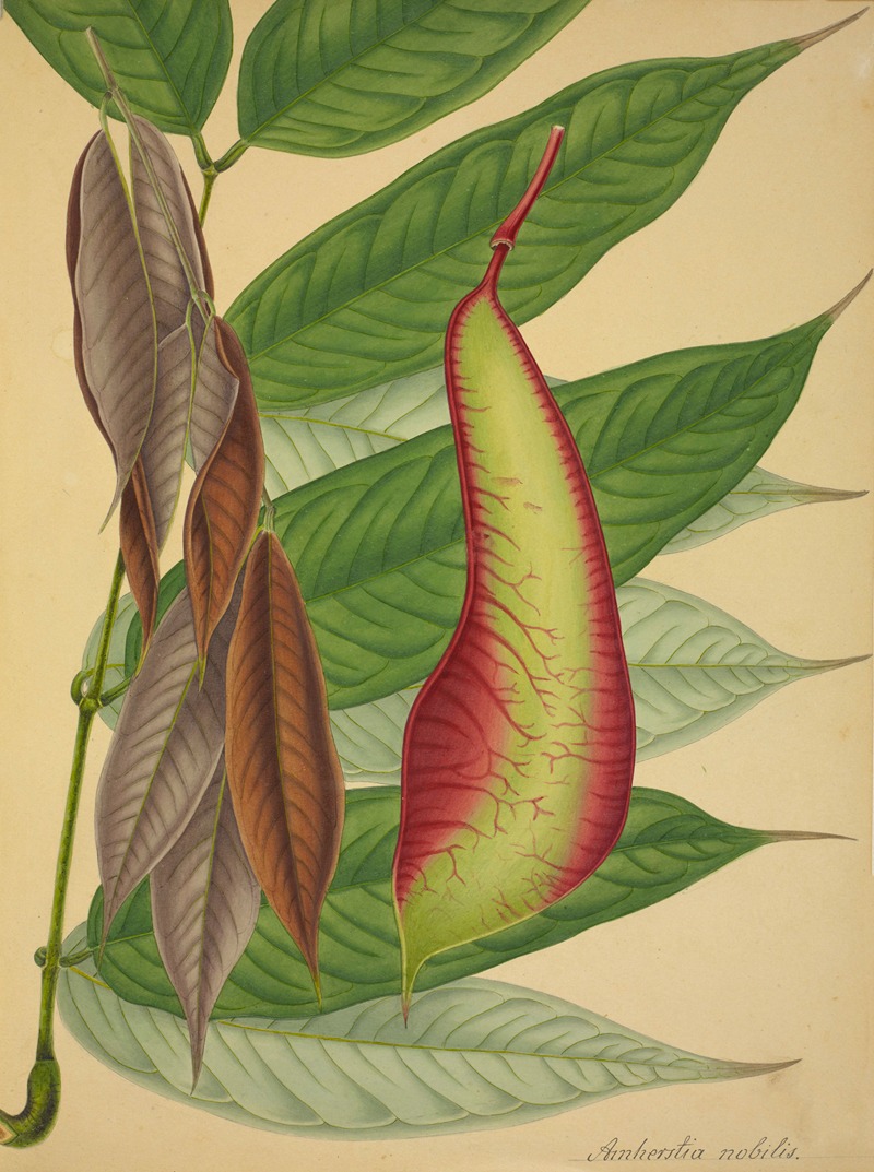 Mon Jardin a Ceylan Pl.109 by George De Alwis, 1896 — digital art print download