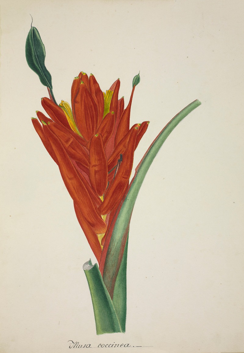 Mon Jardin a Ceylan Pl.110 by George De Alwis, 1896 — digital art print download