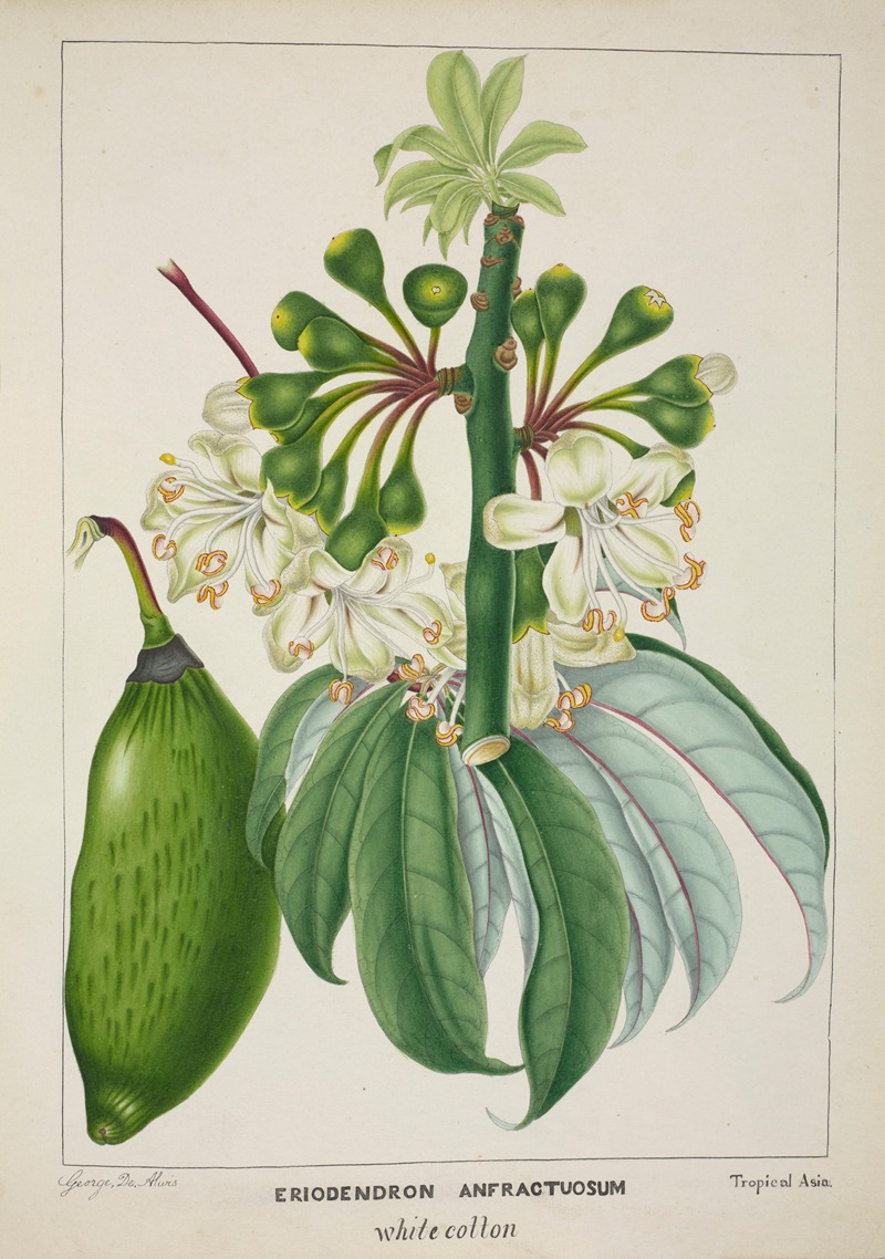 Mon Jardin a Ceylan Pl.112 by George De Alwis, 1896 — digital art print download