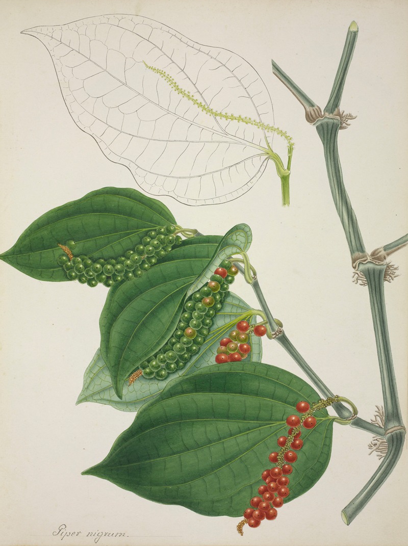 Mon Jardin a Ceylan Pl.116 by George De Alwis, 1896 — digital art print download