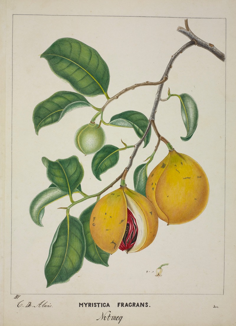 Mon Jardin a Ceylan Pl.117 by George De Alwis, 1896 — digital art print download