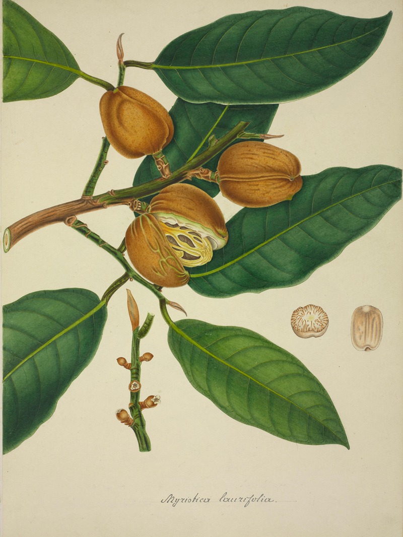 Mon Jardin a Ceylan Pl.118 by George De Alwis, 1896 — digital art print download