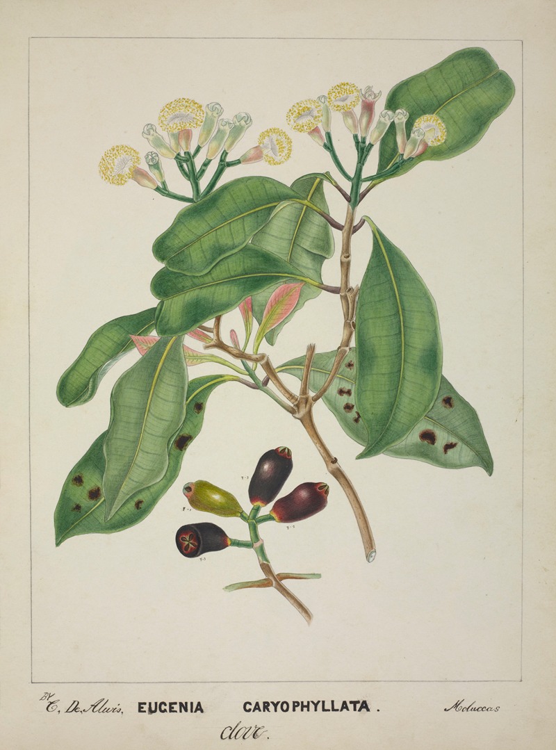 Mon Jardin a Ceylan Pl.119 by George De Alwis, 1896 — digital art print download