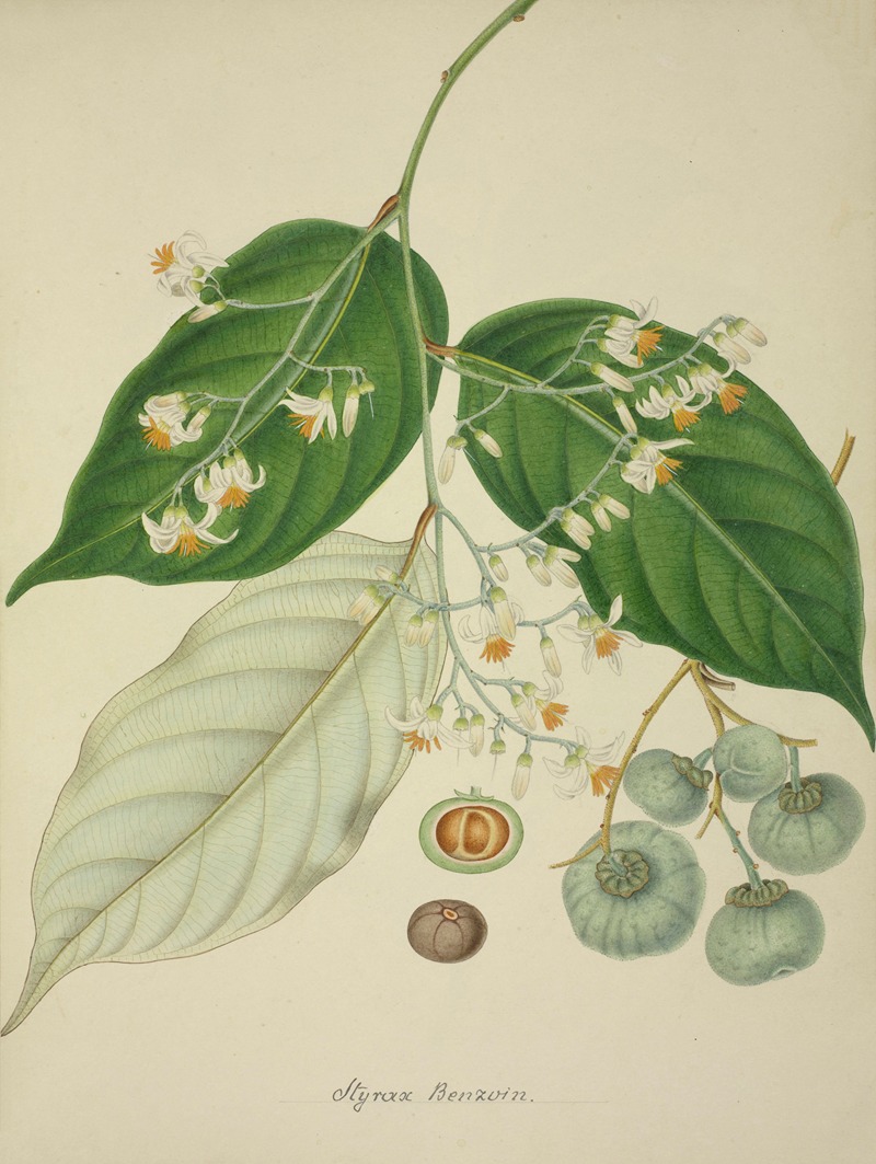 Mon Jardin a Ceylan Pl.120 by George De Alwis, 1896 — digital art print download
