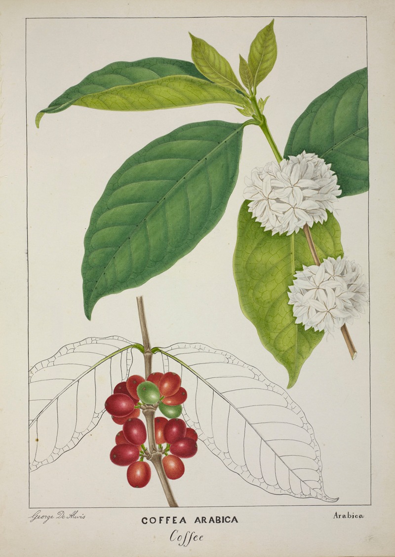 Mon Jardin a Ceylan Pl.122 by George De Alwis, 1896 — digital art print download