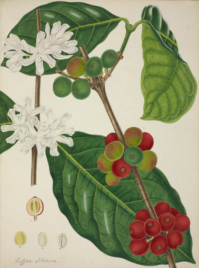 Mon Jardin a Ceylan Pl.123 by George De Alwis, 1896 — digital art print download