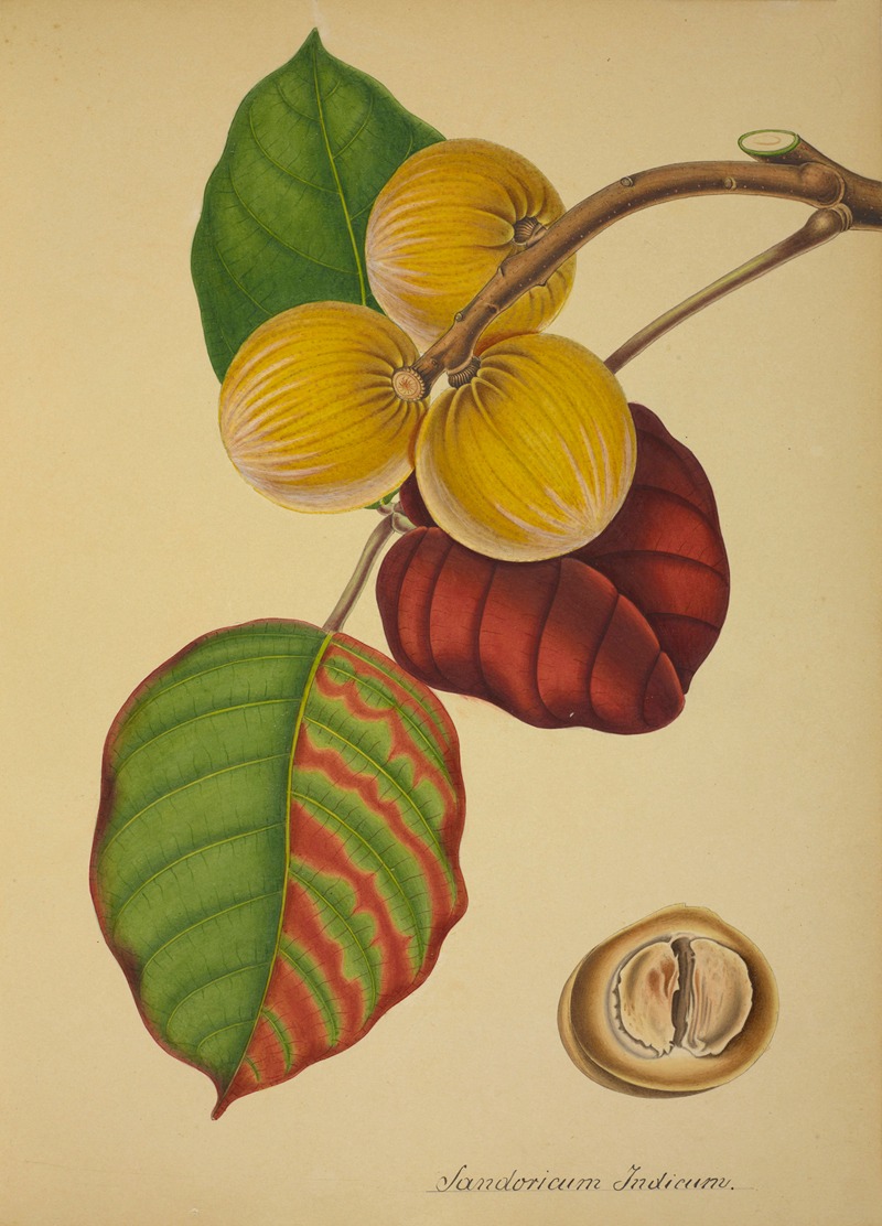 Mon Jardin a Ceylan Pl.125 by George De Alwis, 1896 — digital art print download