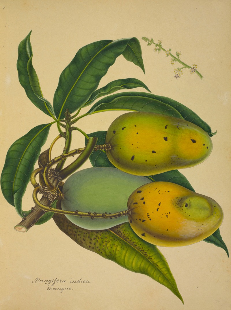 Mon Jardin a Ceylan Pl.126 by George De Alwis, 1896 — digital art print download