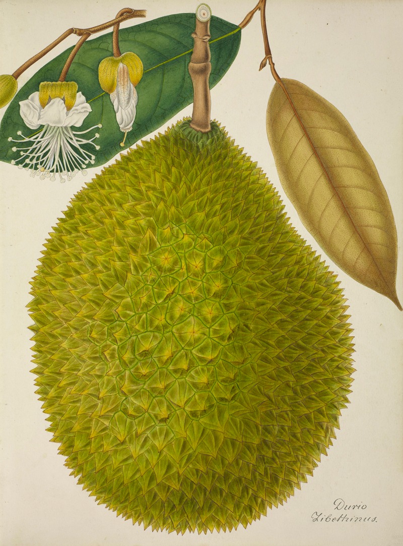 Mon Jardin a Ceylan Pl.127 by George De Alwis, 1896 — digital art print download