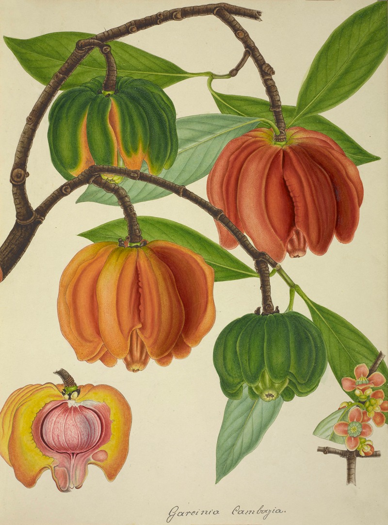 Mon Jardin a Ceylan Pl.129 by George De Alwis, 1896 — digital art print download