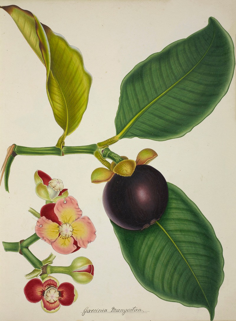 Mon Jardin a Ceylan Pl.130 by George De Alwis, 1896 — digital art print download