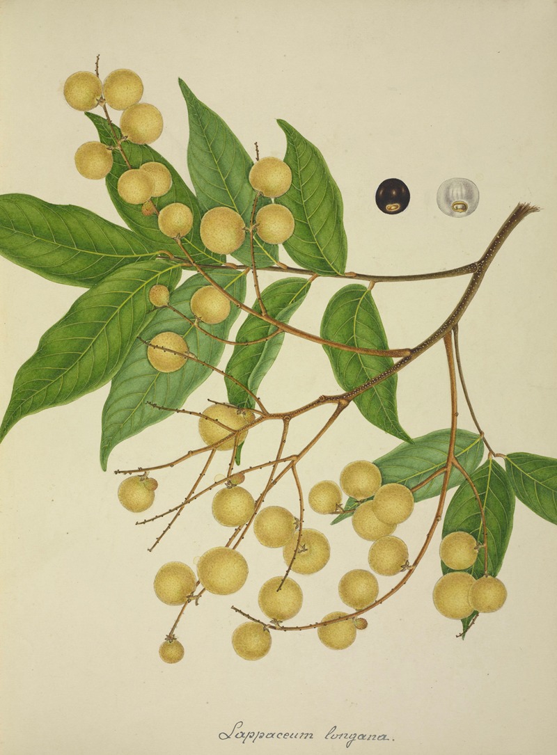 Mon Jardin a Ceylan Pl.136 by George De Alwis, 1896 — digital art print download