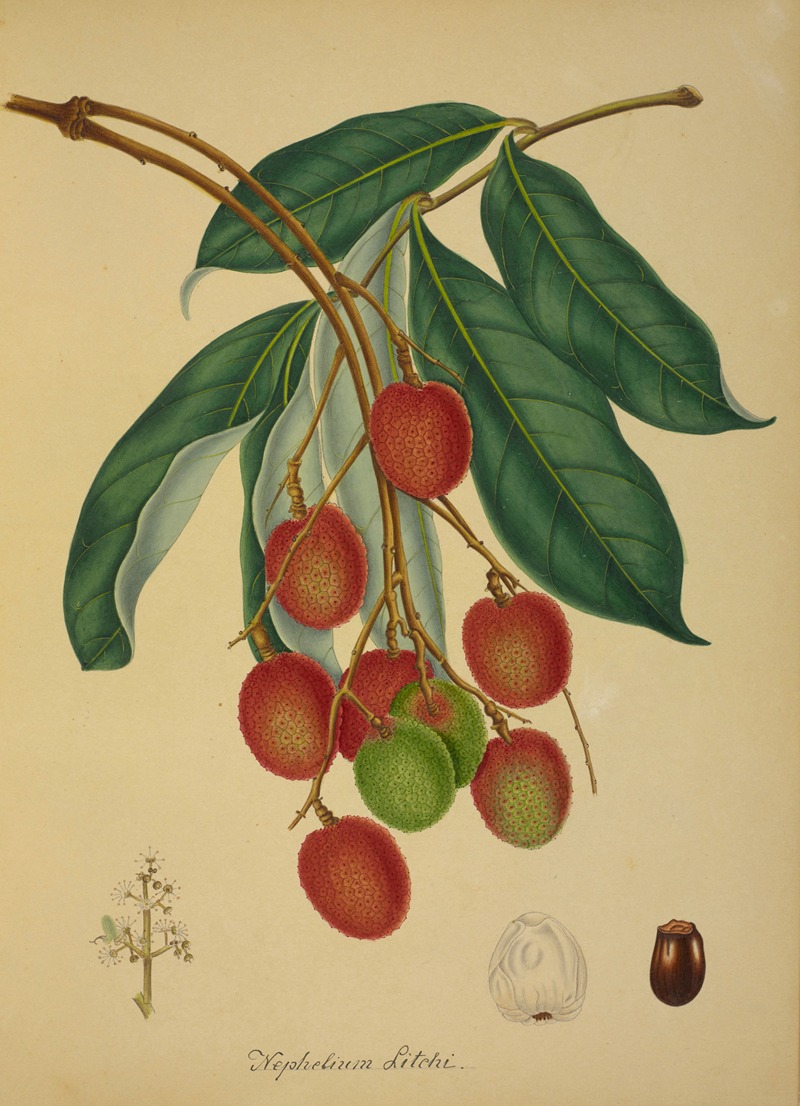 Mon Jardin a Ceylan Pl.137 by George De Alwis, 1896 — digital art print download
